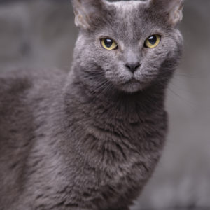 Before the Bridge Session - Pet Parents