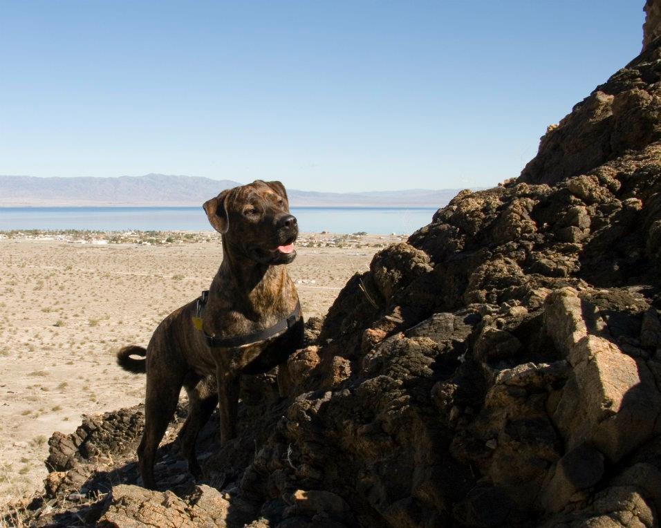 Hiking with dog near Salton Sea Coachella Valley travel pet