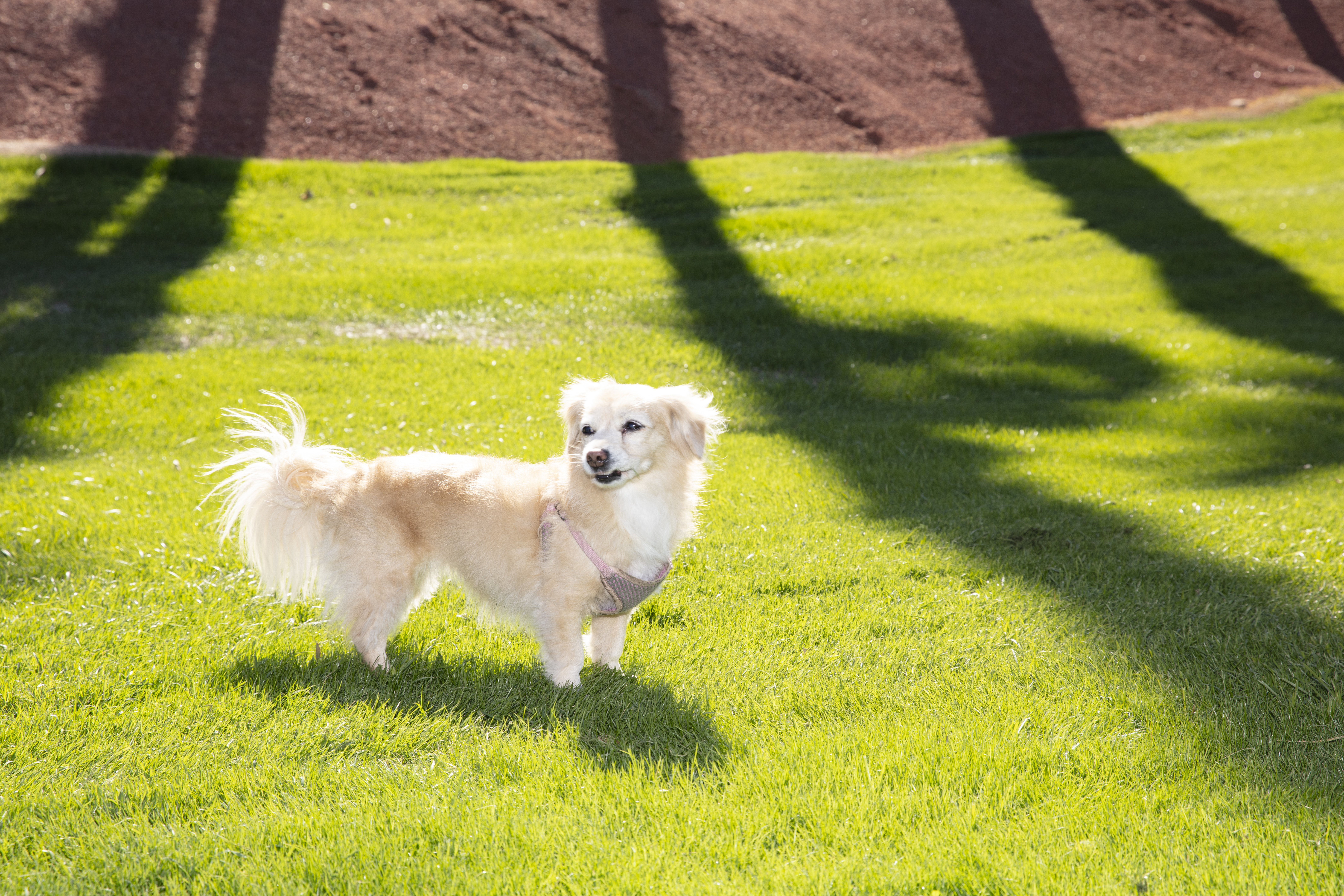 Dog walking in a green park pet travel