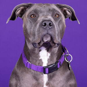 Brand Builder Package - Pet Professionals