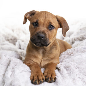 Signature Session - Pet Parents