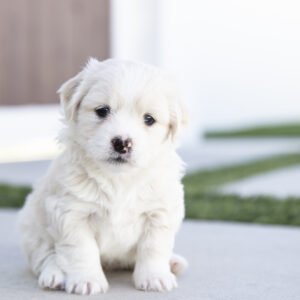 cute puppy photos in la quinta california