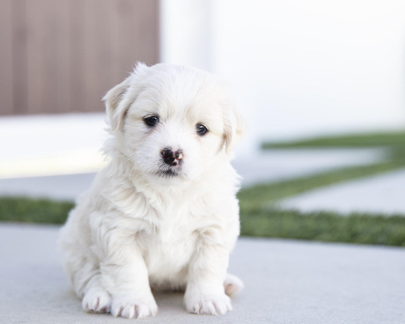 cute puppy photos in la quinta california 