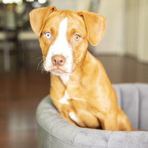 At Home Pet Photo Session