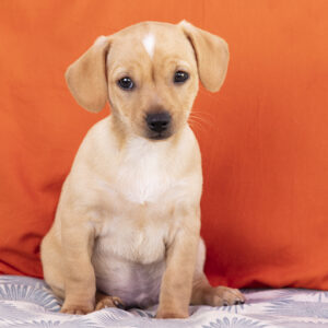 Growth Content Plan - Pet Professionals